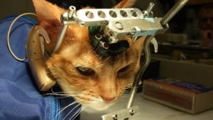 double trouble cats used in animal testing