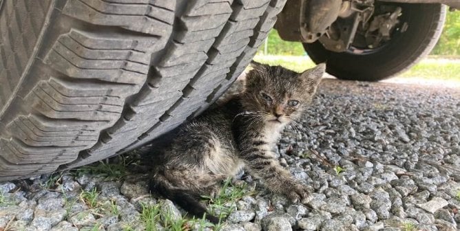 photo of cat outside