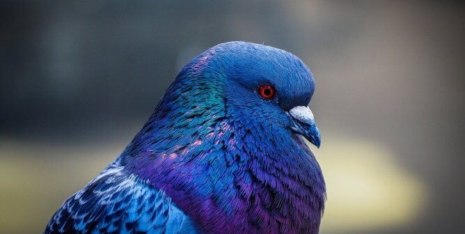 A beautiful pigeon