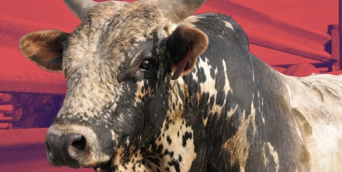 Cow in pen red background