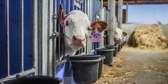 Calves poke their heads out from within a long row of pens on a dairy farm