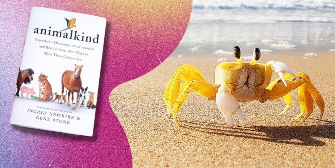 small yellow crab next to animalkind book on a colorful purple background