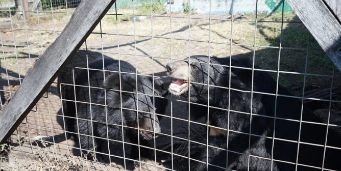 Bears Sally and Suzie at Tri-State Zoological Park