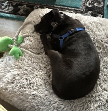 Dave the rescued dog, now named Roux, resting on a pillow in his new family's home