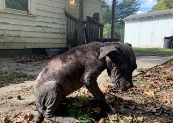 Dave the dog before being rescued, enduring a flea infestation