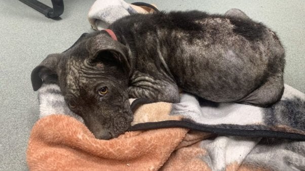 Dave the rescued dog, after officials helped rescue the pup at PETA's urging