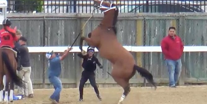 A juvenile horse at an under tack show.
