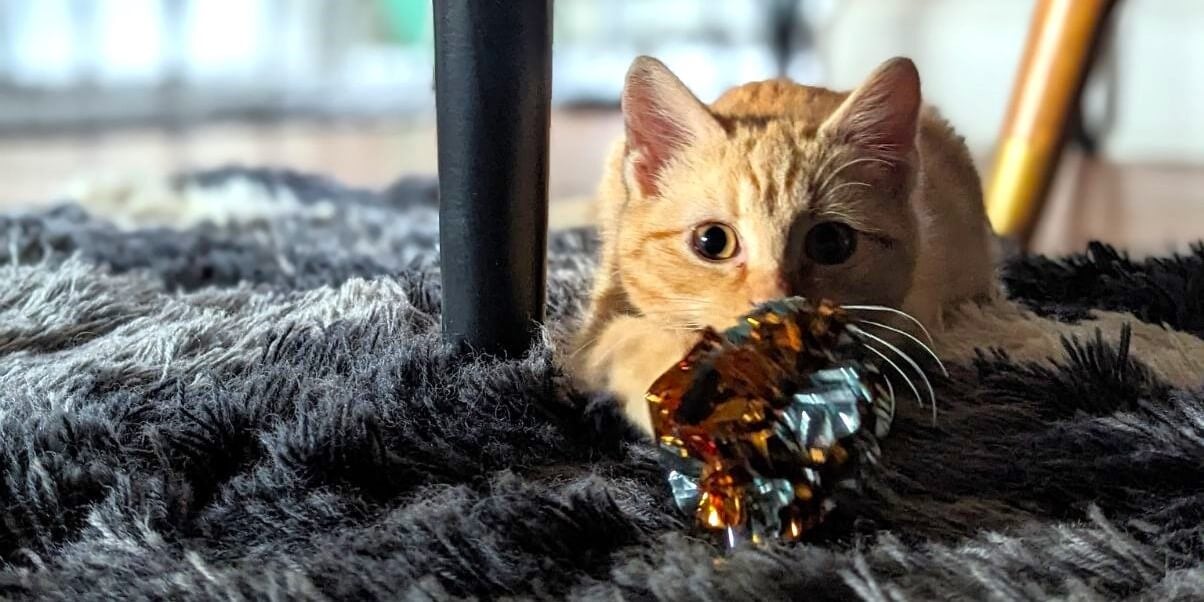 Rescued kitten Figgy playing with toy