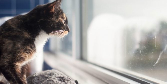 PETA-rescued tortoiseshell cat looking out window