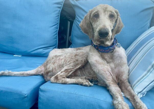 Gracie on blue couch