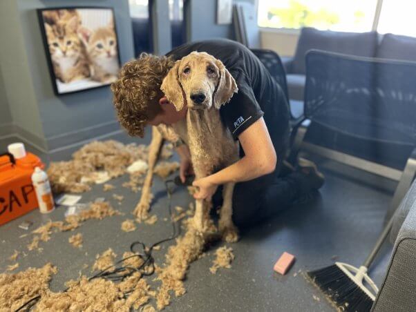 Gracie being groomed at PETA