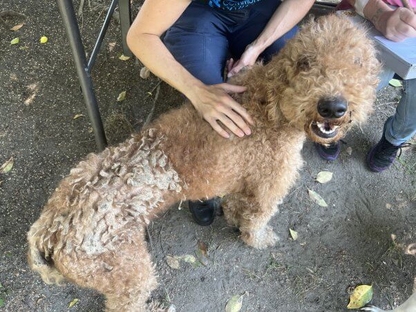 Gracie with matted fur