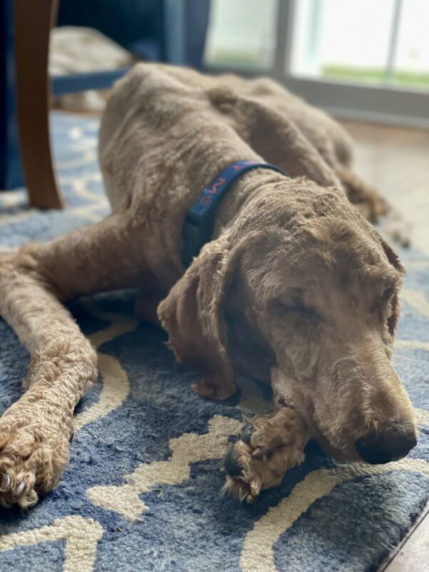 Gracie sleeping on blue rug