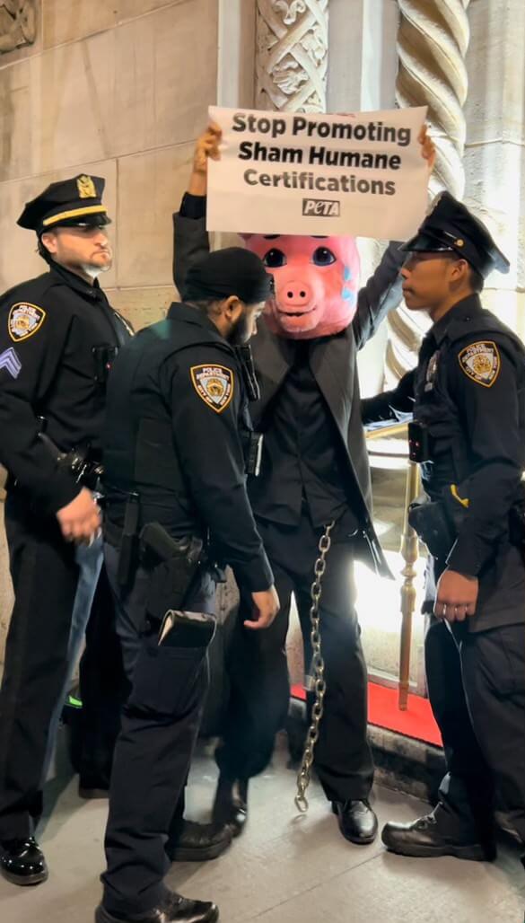 PETA supporter in a pig costume arrested by police