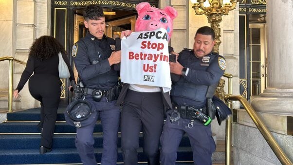 PETA supporter in a pig costume is arrested while protesting the ASPCA