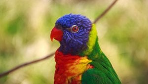 colorful parrot