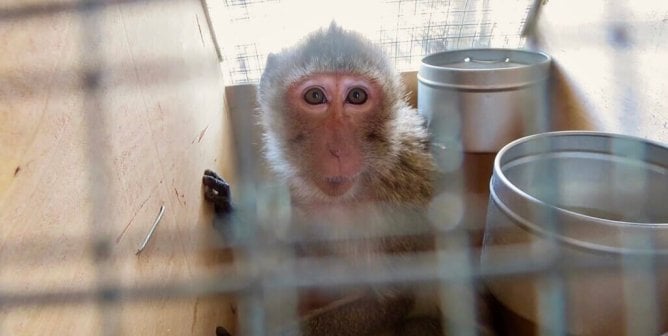 monkey in a transport crate