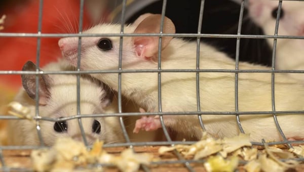 mice in cage