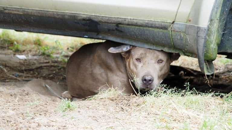 Stray Dog