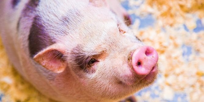 Pink and brown pig stares meaningfully at camera