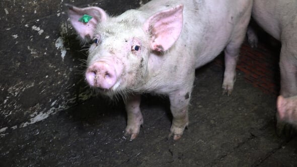 pig in German pig farm