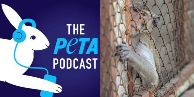 PETA podcast logo and macaque