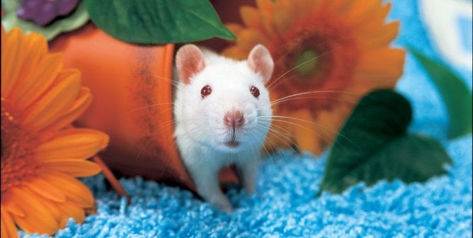 white rat in flower pot