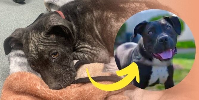 rescued dog dave before and after
