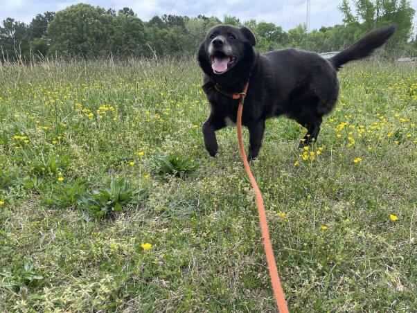 Rusty, now rescued, playing in a field