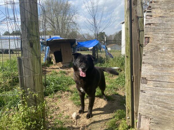 Since-rescued lab mix Rusty in his old back yard