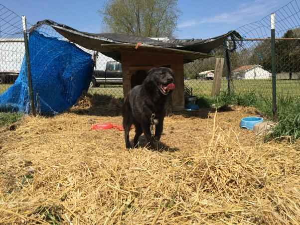 Since-rescued dog Rusty and his old back yard
