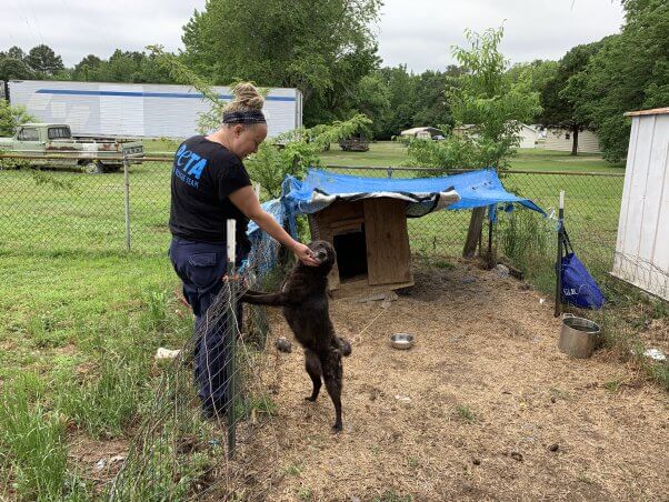 Rusty hops up to get some affection from a fieldworker