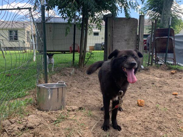 Now-adoptable lab mix Rusty