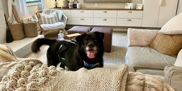 Rusty, an adoptable senior dog rescued by PETA