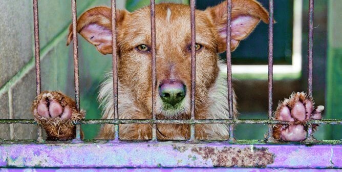 Sad dog looks out from bars of purple cage