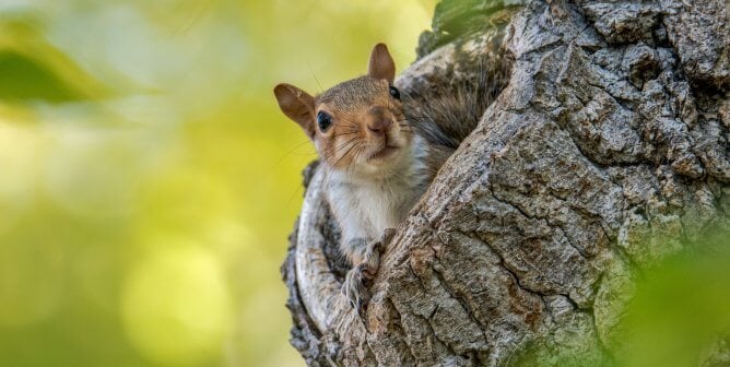 squirrel poking head out of stump