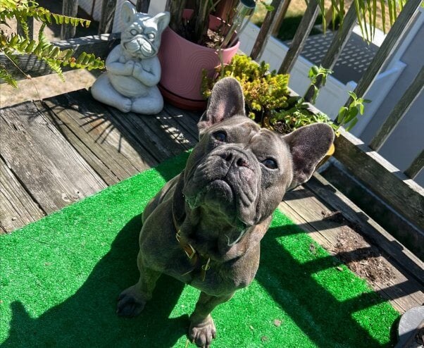 Adoptable dog Vinny outside near planters