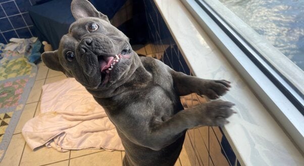 Adoptable dog Vinny looking out window