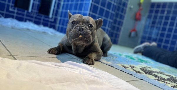 Black bulldog at PETA offices