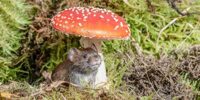 Bank Vole sitting Under a Fly Agaric Toadstool