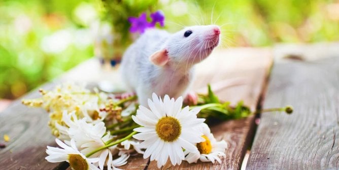 blommer chocolate bans animal tests peta victory happy mouse