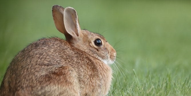 wild rabbit in grass