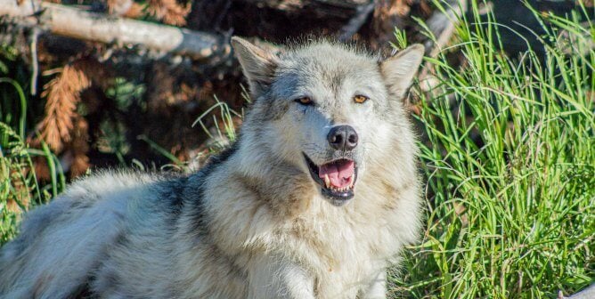 yellowstone gray wolf