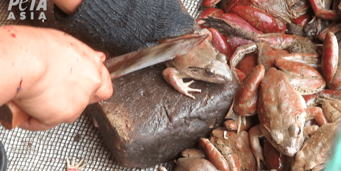 A frog about to get cut by a knife